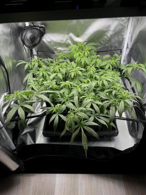 Bruce Banner | Fem, Photo | 28% THC. Week 7