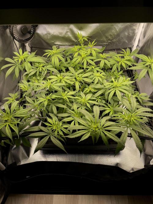 Bruce Banner | Fem, Photo | 28% THC. Week 7