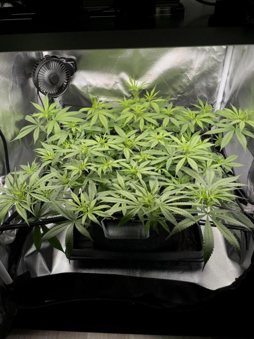 Bruce Banner | Fem, Photo | 28% THC. Week 7