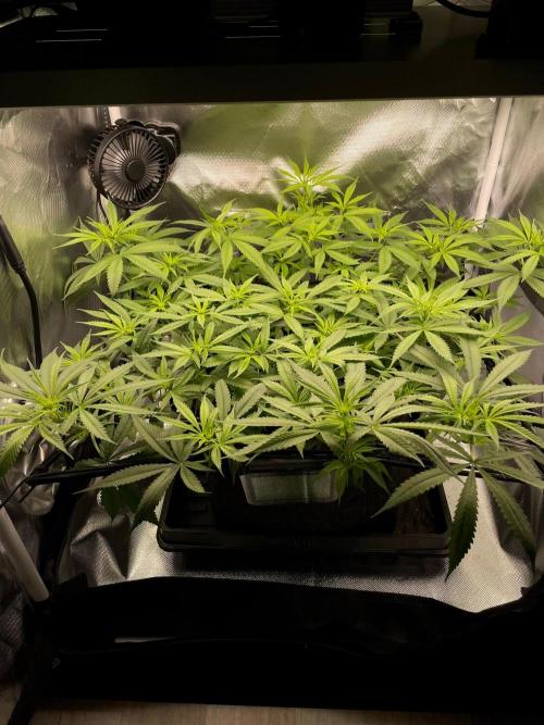 Bruce Banner | Fem, Photo | 28% THC. Week 8