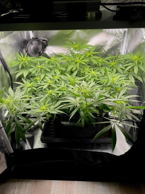 Bruce Banner | Fem, Photo | 28% THC. Week 8