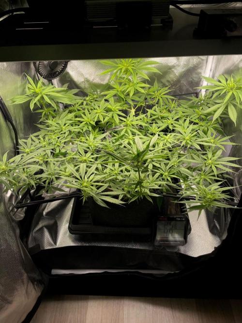 Bruce Banner | Fem, Photo | 28% THC. Week 8