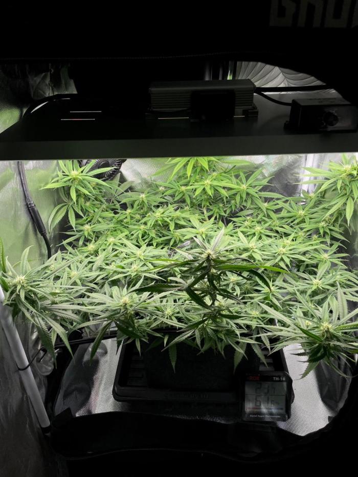 Bruce Banner | Fem, Photo | 28% THC. Week 10