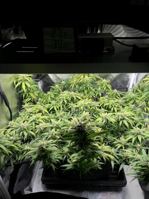 Bruce Banner | Fem, Photo | 28% THC. Week 12