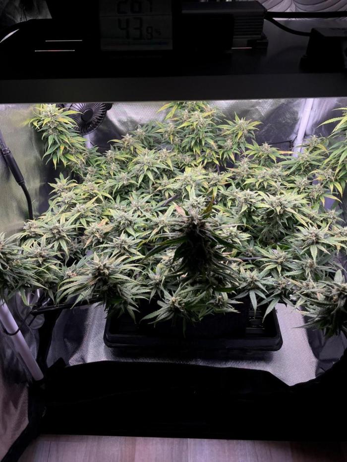 Bruce Banner | Fem, Photo | 28% THC. Week 13