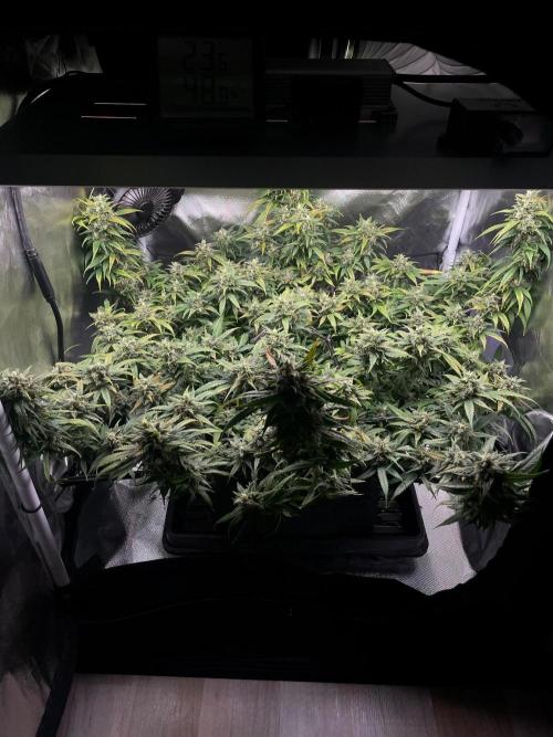 Bruce Banner | Fem, Photo | 28% THC. Week 13