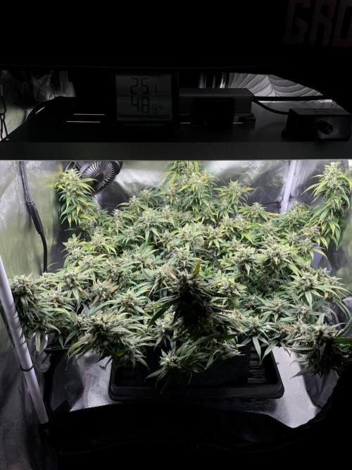 Bruce Banner | Fem, Photo | 28% THC. Week 14