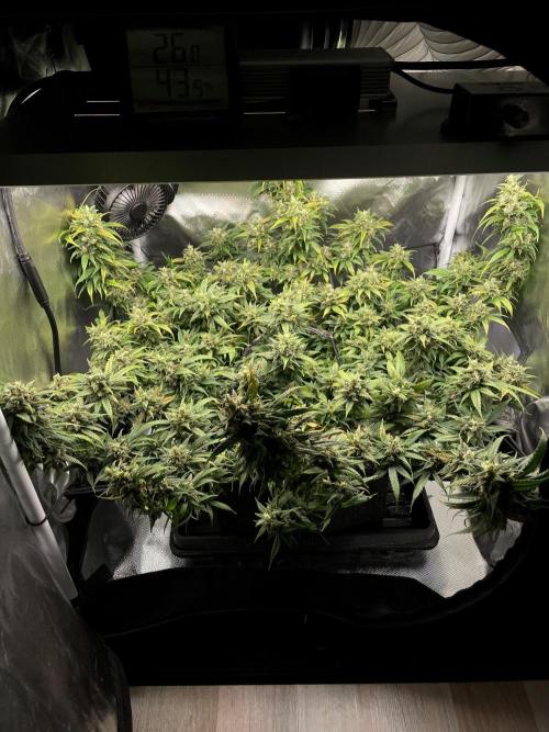 Bruce Banner | Fem, Photo | 28% THC. Week 14