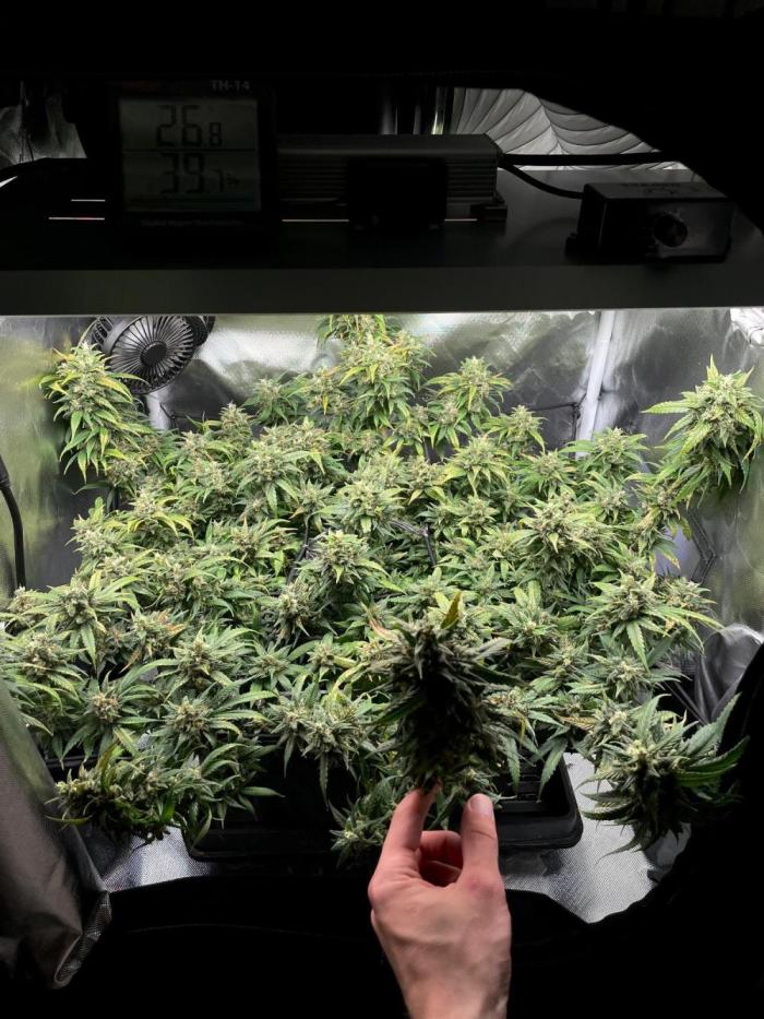 Bruce Banner | Fem, Photo | 28% THC. Week 15