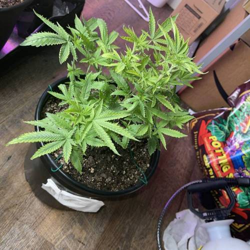 RVNTZ GVNG. Week 1