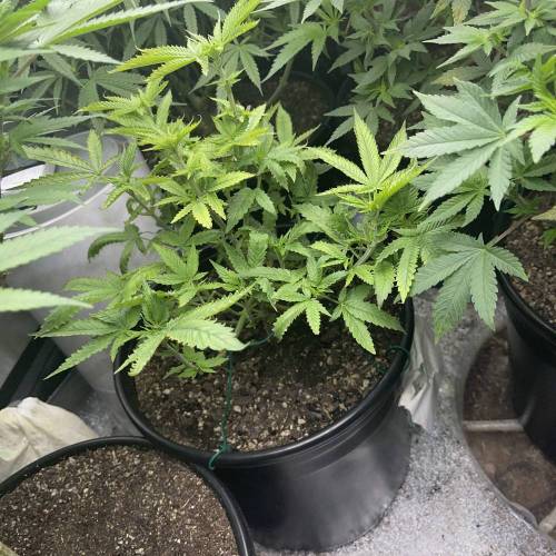 RVNTZ GVNG. Week 1