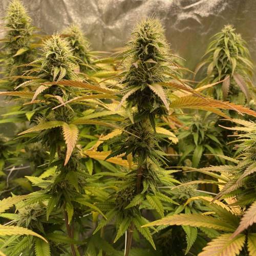 Wedding cake . Week 6