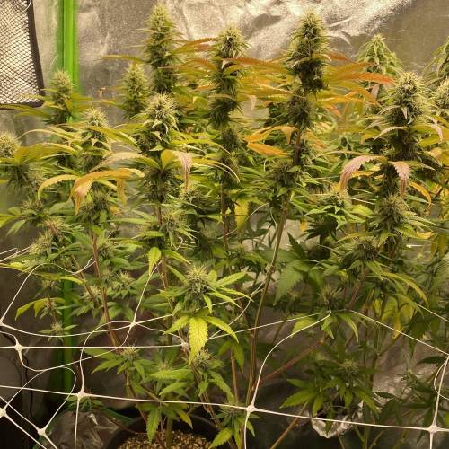 Wedding cake . Week 6