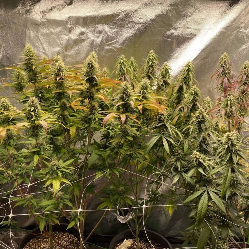 Wedding cake . Week 6