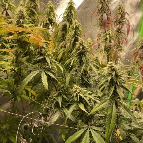 Wedding cake . Week 6