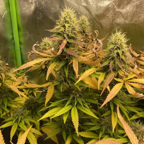 Wedding cake . Week 7