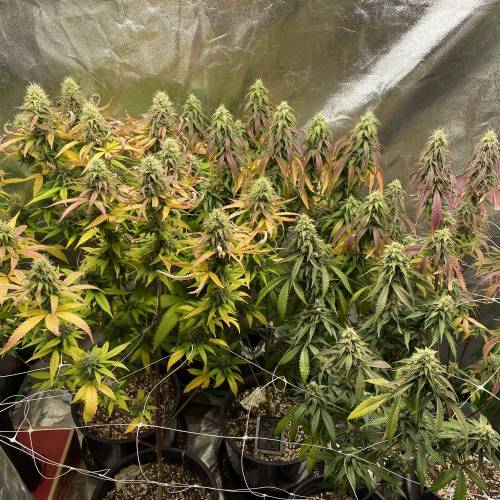 Wedding cake . Week 7