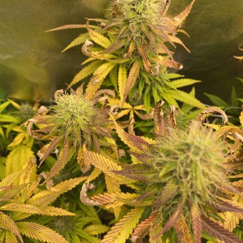 Wedding cake . Week 7