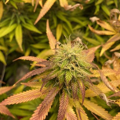 Wedding cake . Week 7