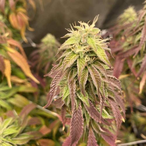 Wedding cake . Week 7