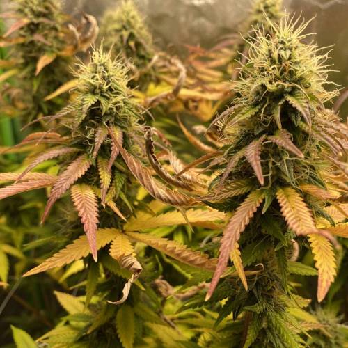 Wedding cake . Week 7