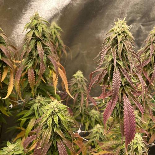 Wedding cake . Week 7