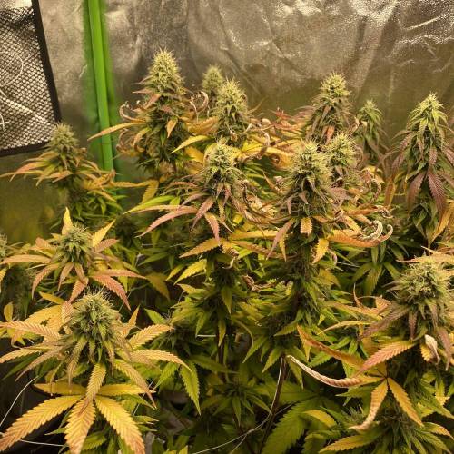 Wedding cake . Week 7