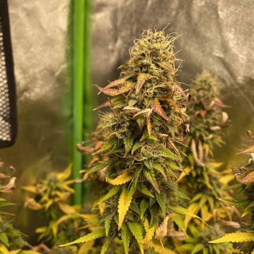 Wedding cake . Week 8