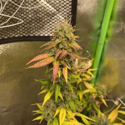 Wedding cake . Week 8