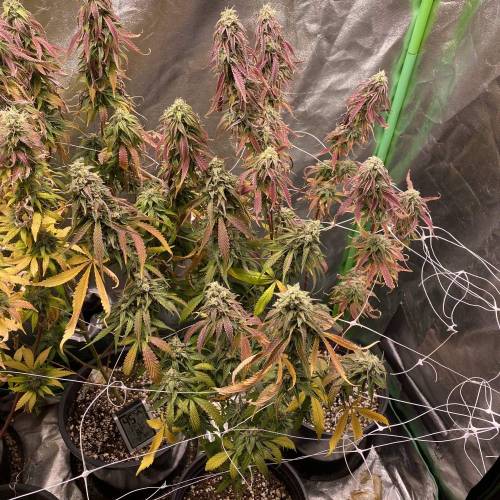 Wedding cake . Week 8