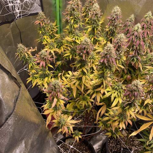 Wedding cake . Week 8