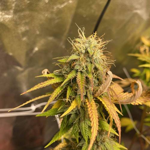 Wedding cake . Week 8