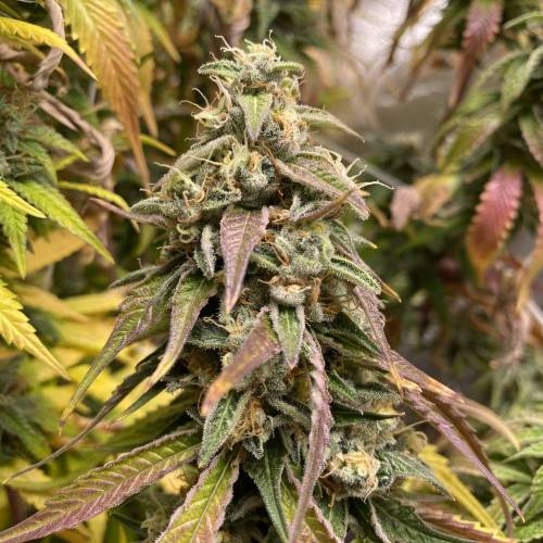 Wedding cake . Week 8