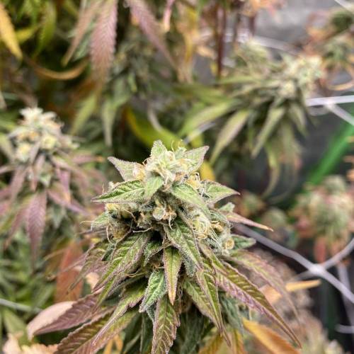 Wedding cake . Week 8