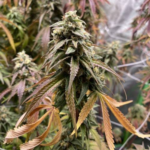 Wedding cake . Week 8