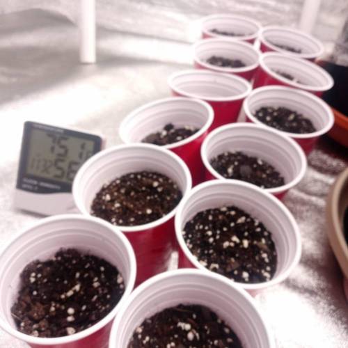 Dutch Passion- Blackberry Kush Auto. Week 0