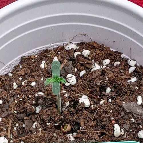 Dutch Passion- Blackberry Kush Auto. Week 0 - Day 3