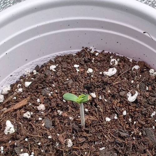 Dutch Passion- Blackberry Kush Auto. Week 0 - Day 3