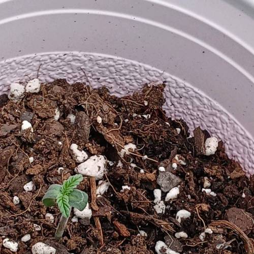 Dutch Passion- Blackberry Kush Auto. Week 0 - Day 3