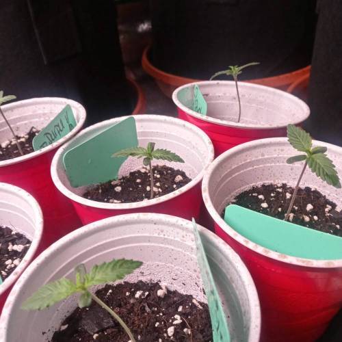 Dutch Passion- Blackberry Kush Auto. Week 1 - Day 7