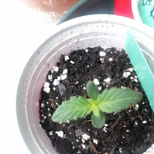 Dutch Passion- Blackberry Kush Auto. Week 1 - Day 7