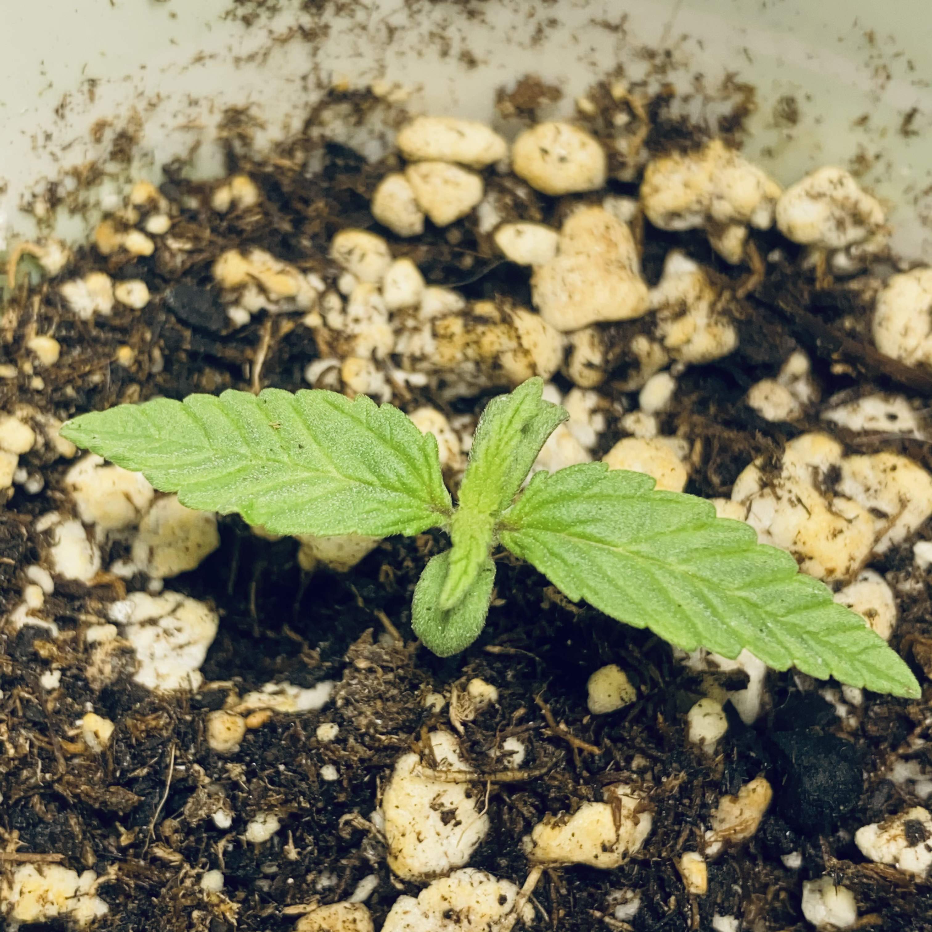 Dutch Passion Blueberry grow diary (journal) week1 by Removed GrowDiaries