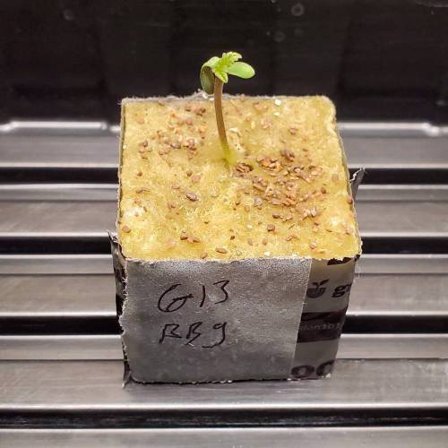 G13 Blueberry Gum . Week 0 - Day 5