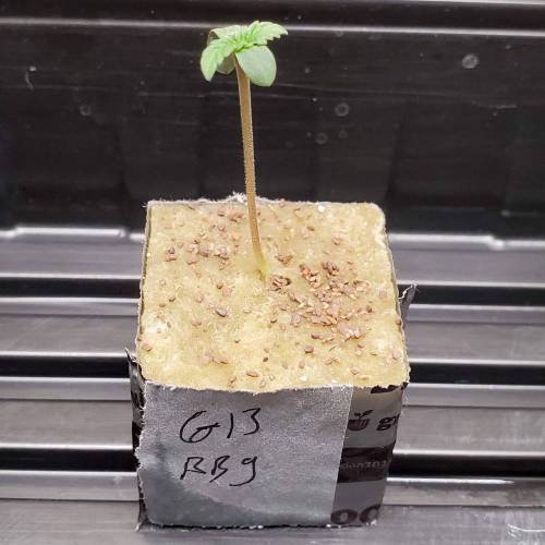 G13 Blueberry Gum . Week 0 - Day 6
