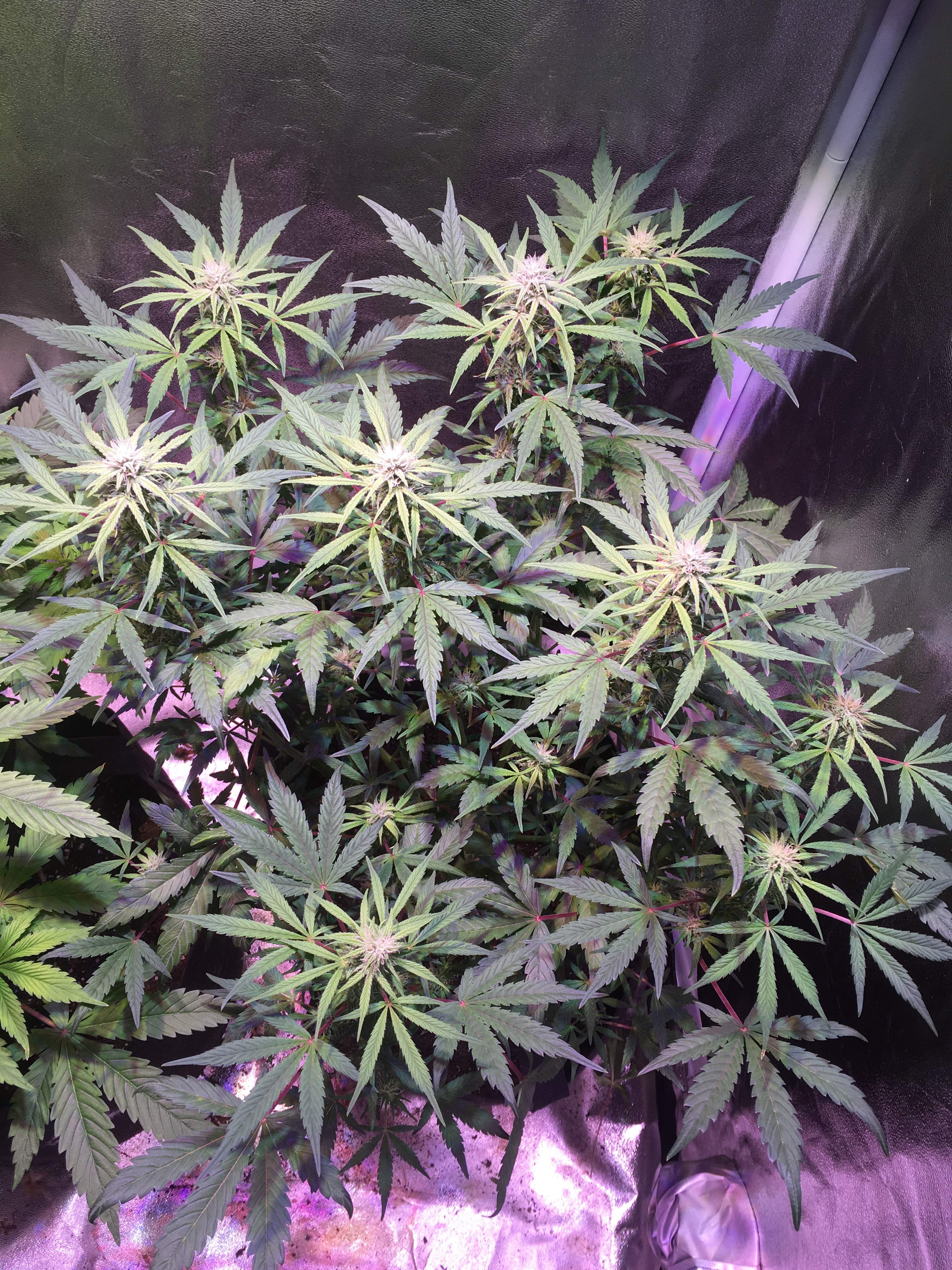 Diesel grow diary (journal) week7 by me9499 GrowDiaries