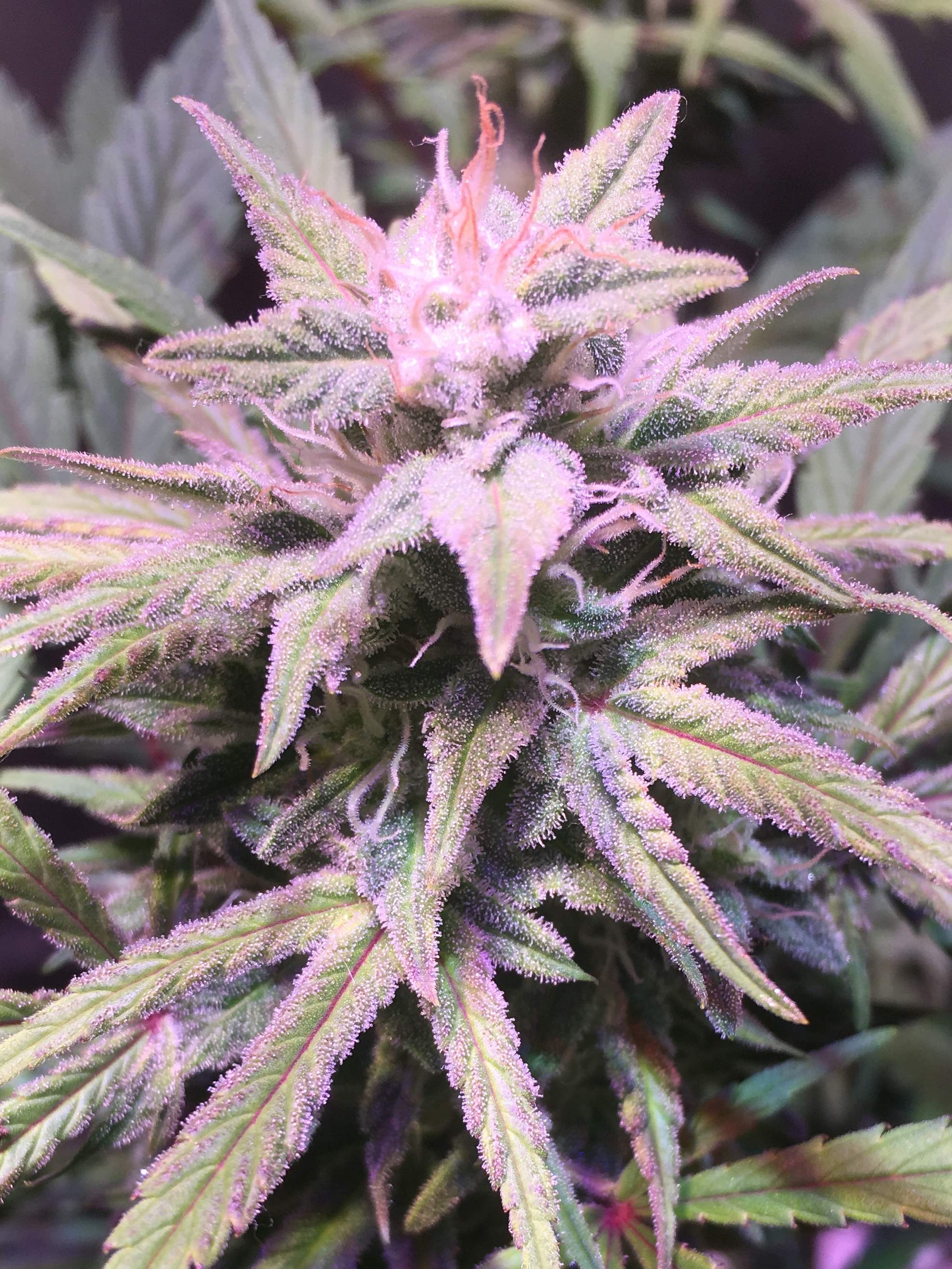 Diesel grow diary (journal) week9 by me9499 GrowDiaries