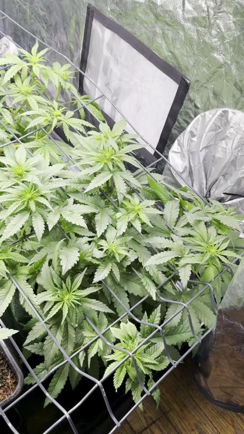 Strawberry Banana (Green Nuggets Seeds)