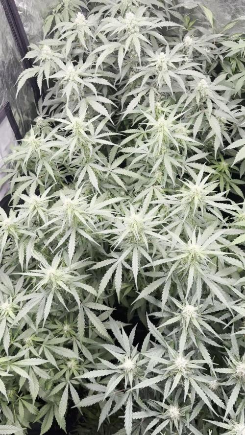 Chocolate Haze - 12/12 from Seed | High-Watt Cocoa Bliss!