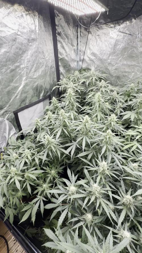 Chocolate Haze - 12/12 from Seed | High-Watt Cocoa Bliss!