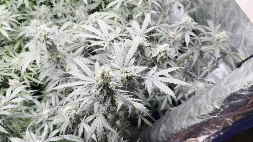 🚀 Autoflowers vs. 12/12 – Can Dosidos Auto Reach Max Yield? 🌱💡